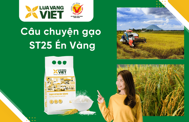 Câu chuyện sản phẩm gạo ST25 Én Vàng
