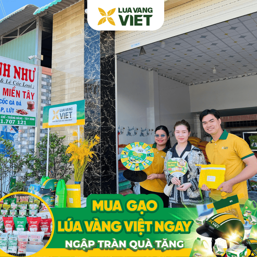 Mở đại lý gạo Lúa Vàng Việt – Đại lý gạo Huỳnh Như
