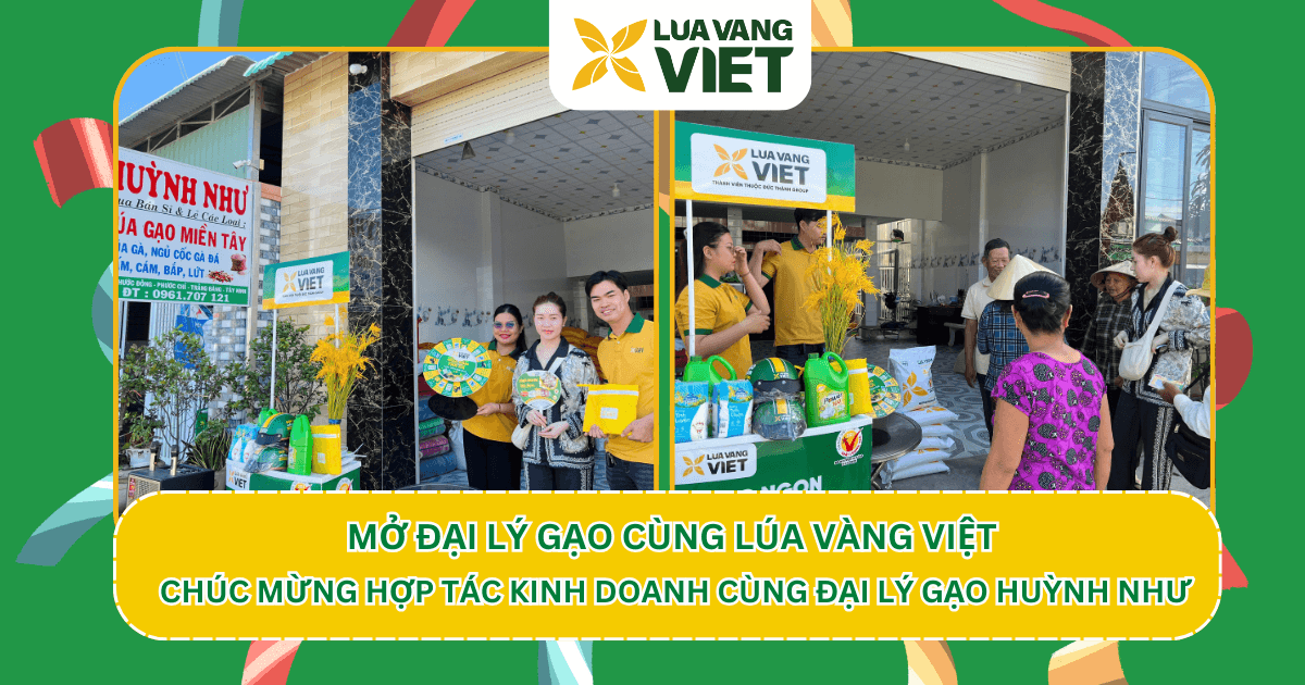 Mở đại lý gạo Lúa Vàng Việt – Đại lý gạo Huỳnh Như