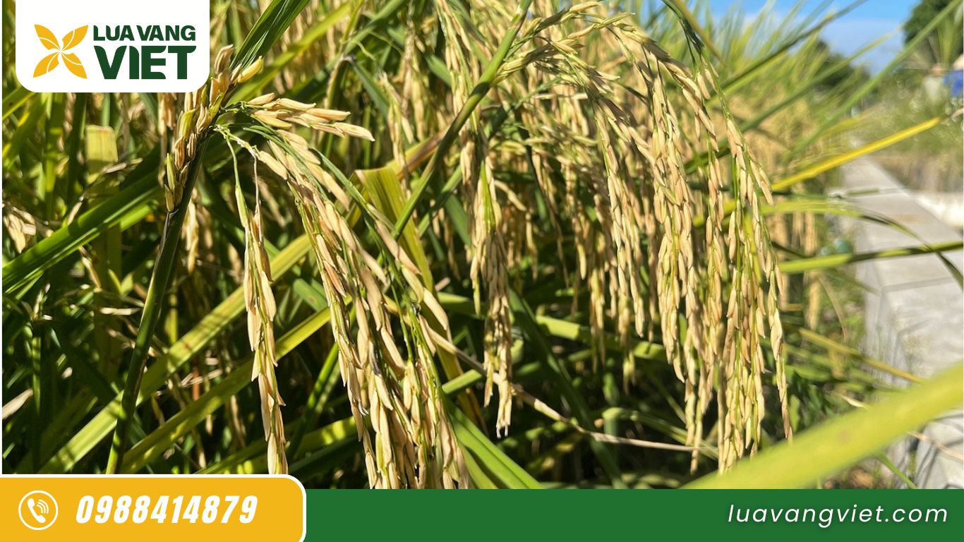 Hình 3. So với năng suất của ST24 trung bình 5.5-7 tấn/ha, thì năng suất trung bình của giống lúa ST25 là 5-6.5 tấn/ha, thấp hơn ST24 một chút.