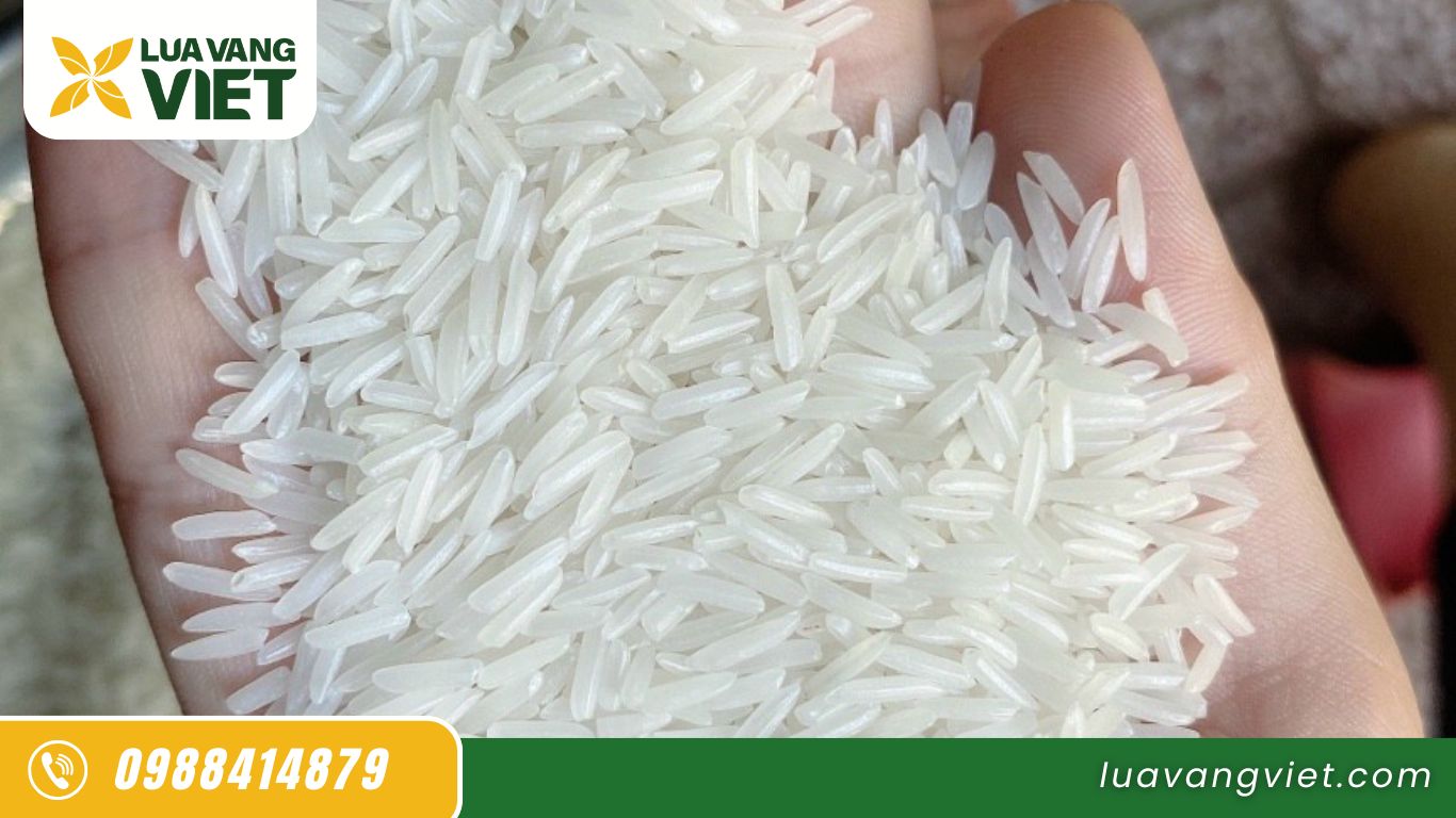 Hạt gạo ST25 - Gạo ngon nhất thế giới