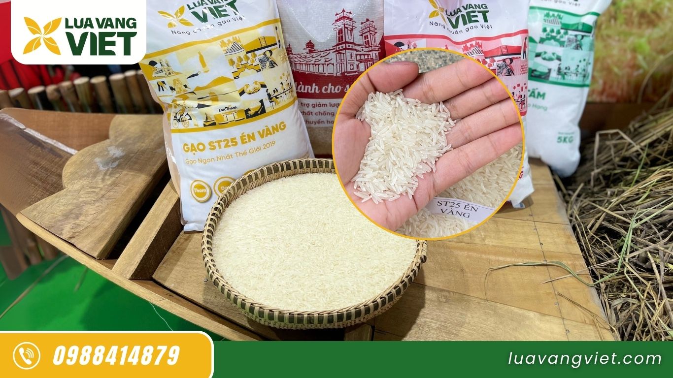 Hình 1. Gạo ST25 Én Vàng từ Lúa Vàng Việt có hạt thuôn dài, thơm hương gạo tự nhiên.
