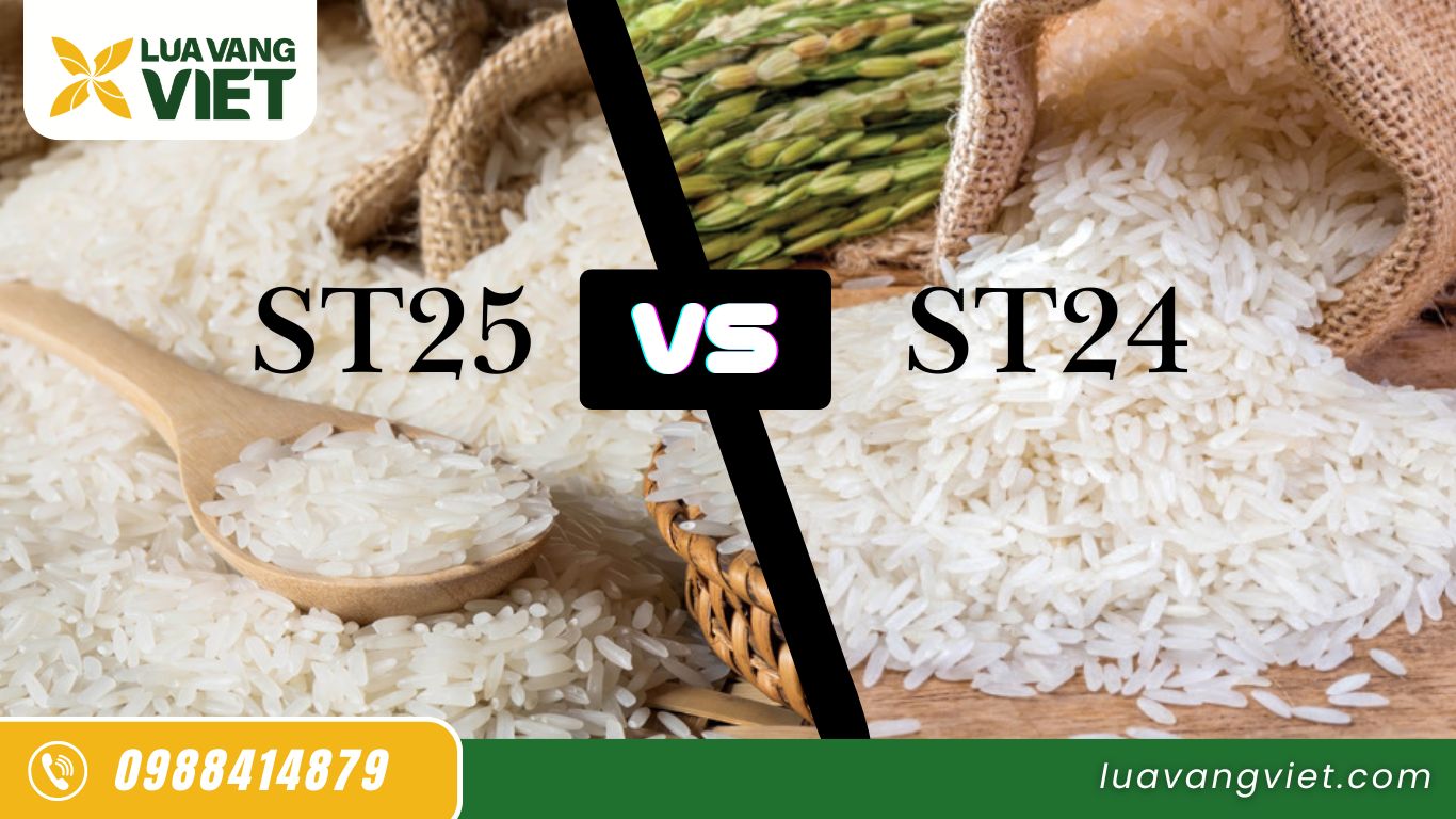 Gạo ST24 và ST25 khác nhau như thế nào?