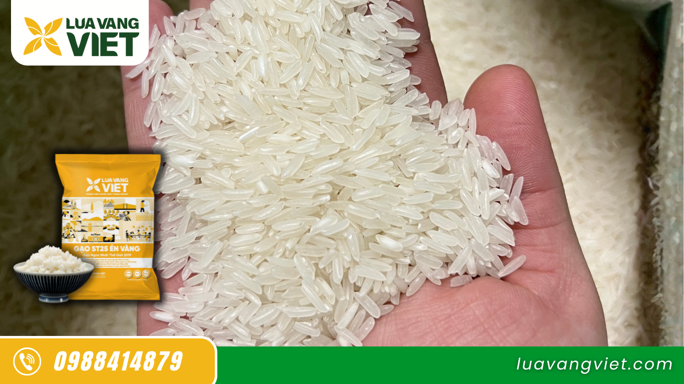 đặc tính gi giống gạo st25