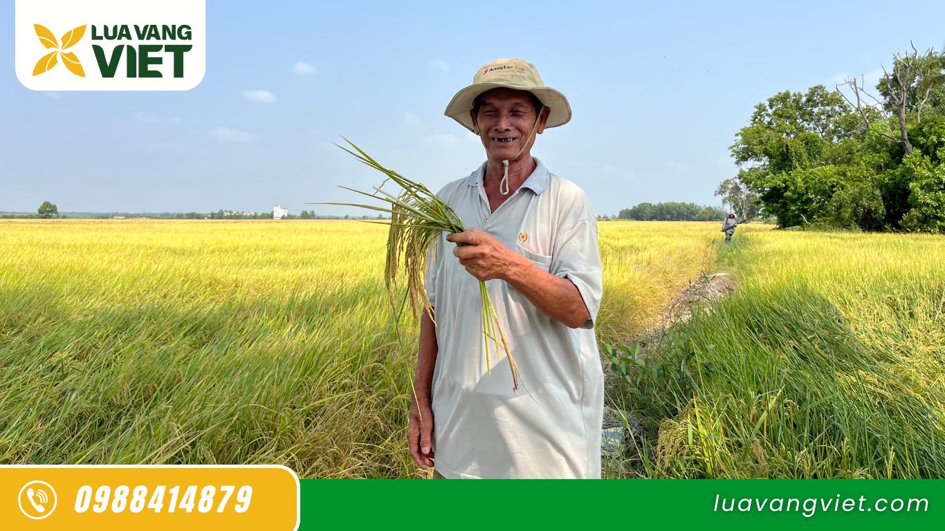 Ruộng lúa ST25 trong tổ hợp tác với Đức Thành & Lúa Vàng Việt