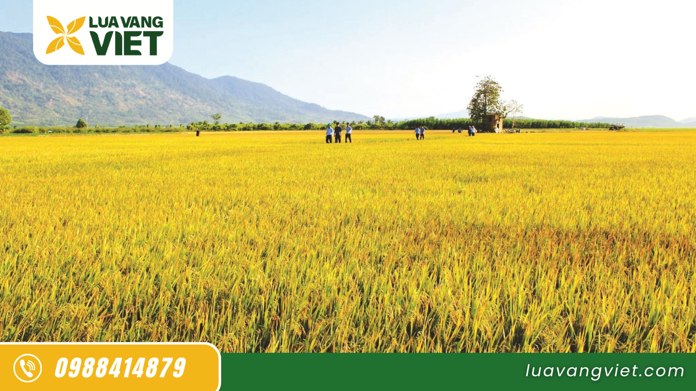 gạo tây ninh xuất khẩu