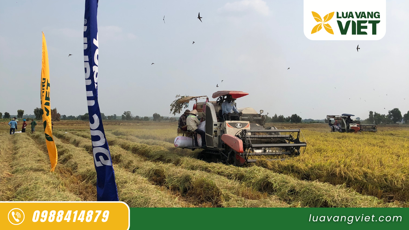 gạo tây ninh xuất khẩu