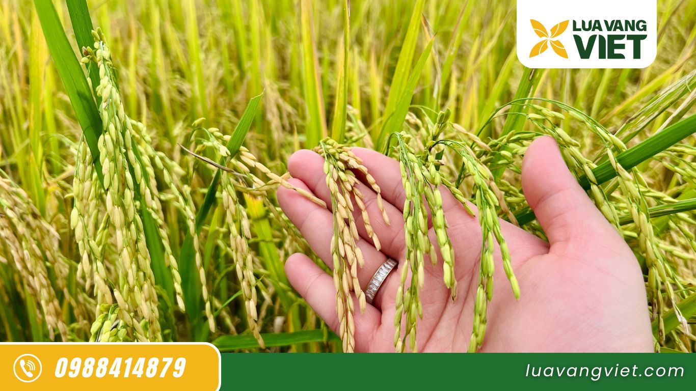 gạo tây ninh xuất khẩu