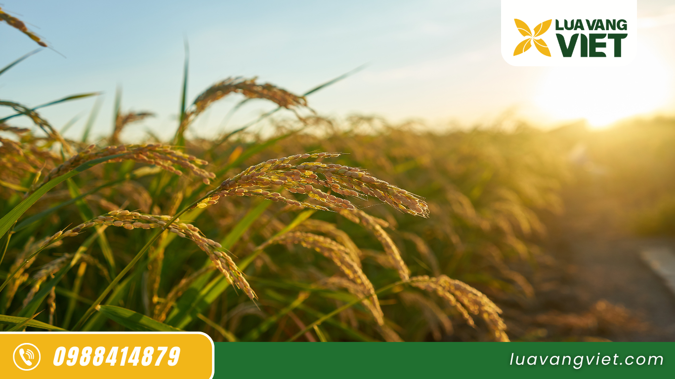 gạo bếp ăn công nghiệp