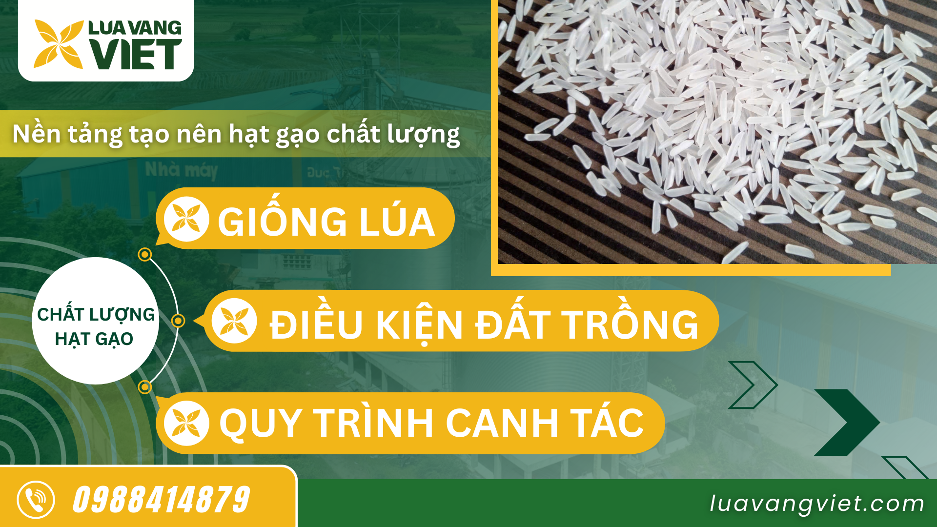 Hình 1. Nền tảng tạo nên hạt gạo chất lượng Lúa Vàng Việt