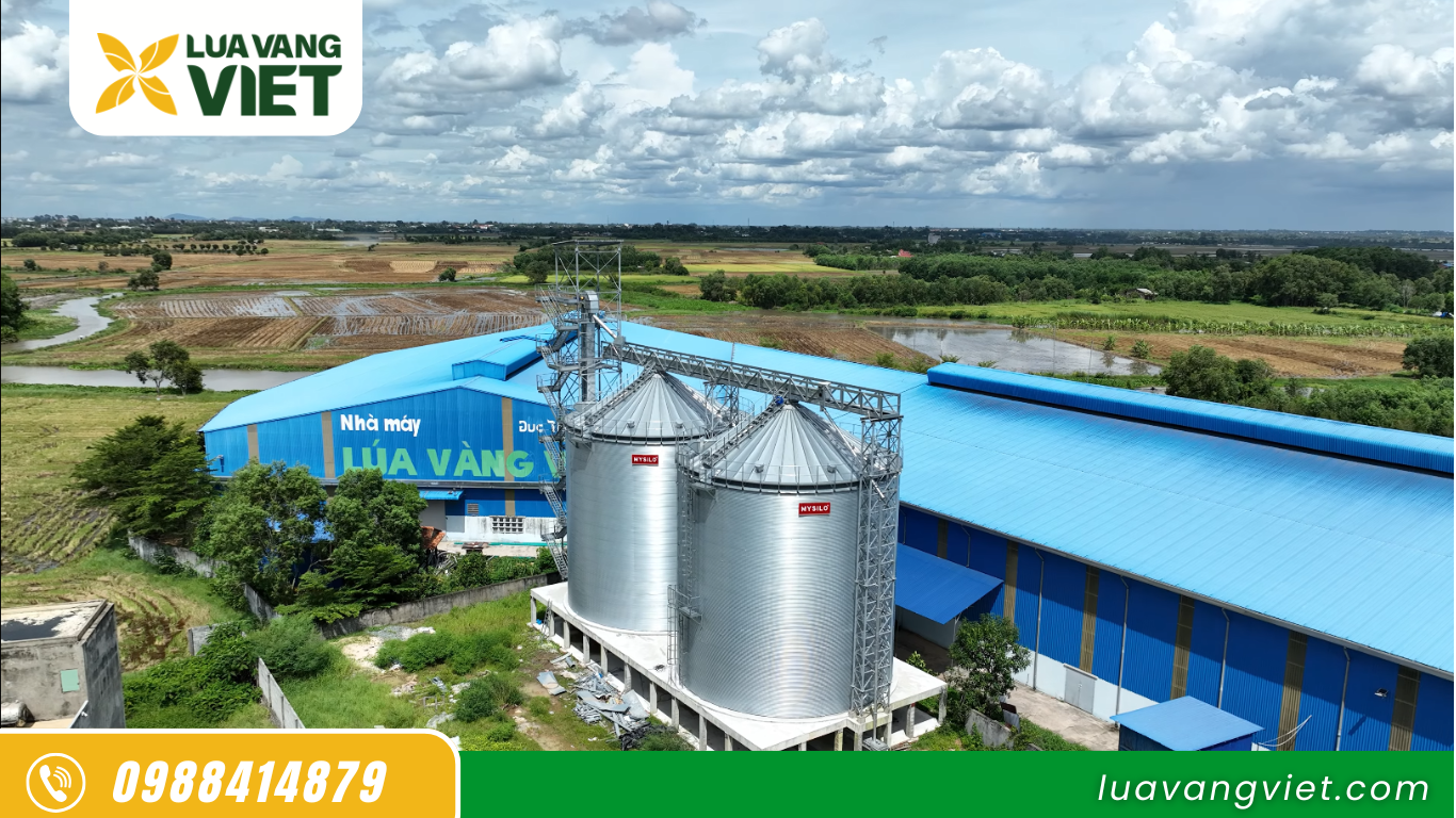 Gạo bếp ăn công nghiệp